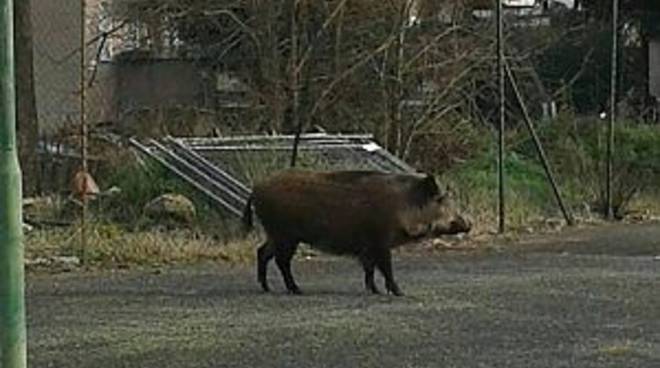 Cinghiale in città