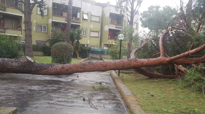 Maltempo a Roma: allagamenti e alberi caduti, 50 interventi della Polizia locale