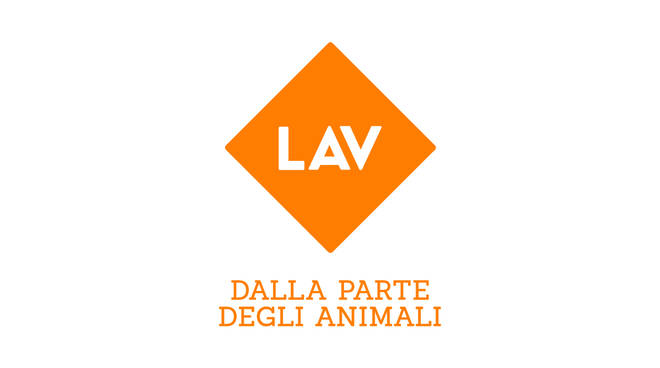 lav animali