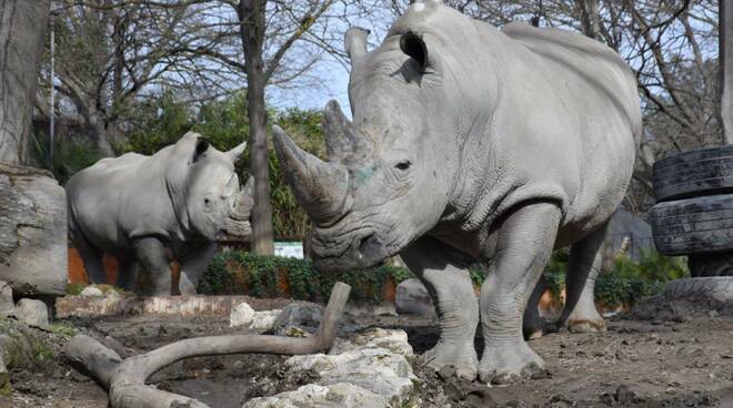 Una domenica da rinoceronti al Bioparco di Roma