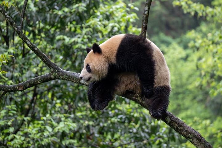 Cina: due panda partono per gli USA per progetto di cooperazione (2)