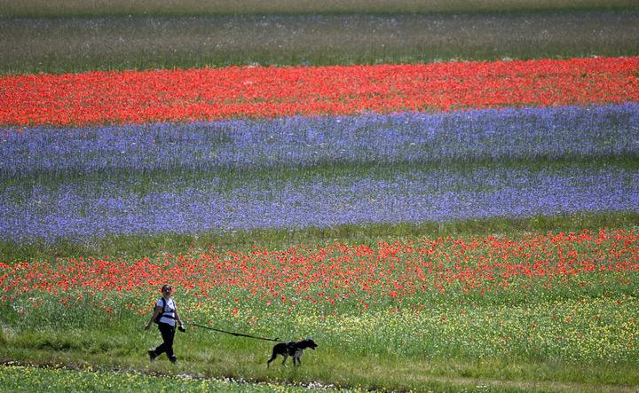 Italia: campi fioriti a Perugia (1)