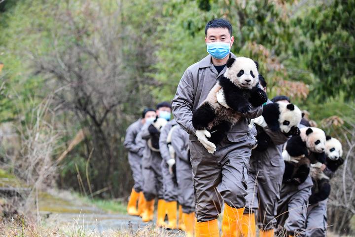 Cina: primo “college dei panda giganti” apre immatricolazioni studenti