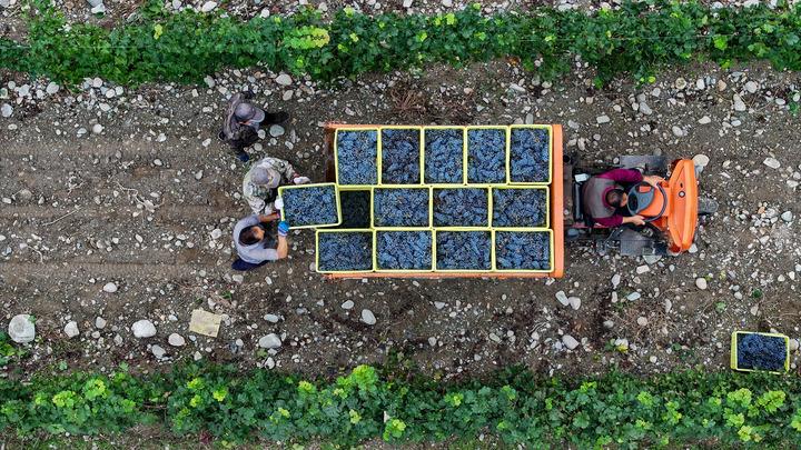 Cina: stagione della vendemmia nel Ningxia (1)