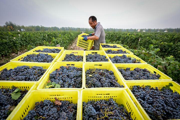 Cina: stagione della vendemmia nel Ningxia (1)