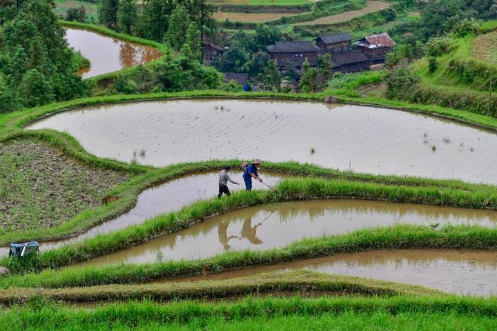 Cina: Guizhou, tutela di antiche varieta’ di sementi a Liping (3)