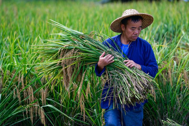 Cina: Guizhou, tutela di antiche varieta’ di sementi a Liping (2)